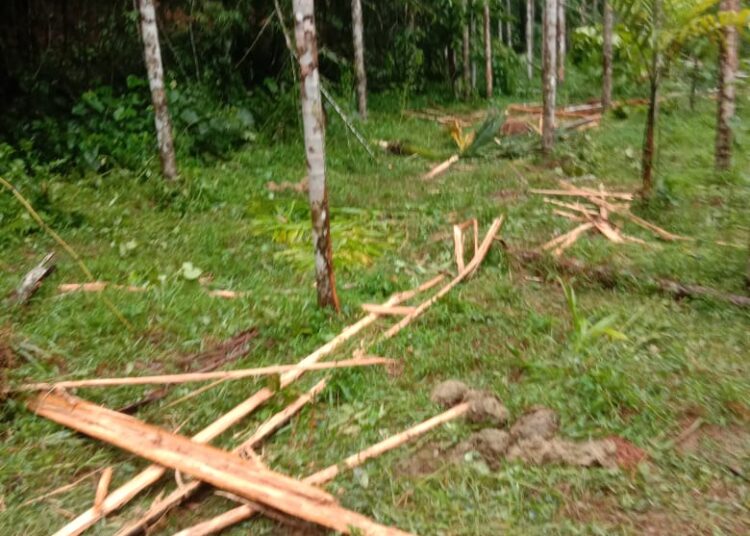 ಅಡ್ಯಡ್ಕ : ಆನೆ ದಾಳಿ