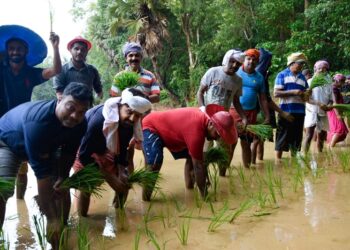 ಹೊತ್ತಿನ ಊಟಕ್ಕಾಗಿ ಪರದಾಡುತ್ತಿರುವ ಬಡವರಿಗಾಗಿ ಗದ್ದೆಗಿಳಿದು ನಾಟಿ ಮಾಡಿದ ಪತ್ರಕರ್ತರು..!