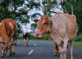 ರಸ್ತೆ ಬದಿಯಲ್ಲಿ ಮಲಗಿದ್ದ ಗೋವುಗಳನ್ನು ಕದ್ದೊಯ್ದ ದುರುಳರು, ಕುಂದಾಪುರದಲ್ಲಿ ನಡೆದ ಘಟನೆ
