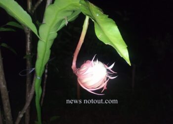 ಗೋಳಿತೊಟ್ಟಿನ ಕುದ್ಕೋಳಿ ಮನೆಯಲ್ಲಿ ಅರಳಿದ ಅಪರೂಪದ ಬ್ರಹ್ಮ ಕಮಲ, ಇದರ ವಿಶೇಷತೆ ಏನು ಗೊತ್ತಾ?