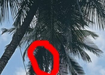 ನ್ಯೂಸ್ ನಾಟೌಟ್ ವರದಿ ಪರಿಣಾಮ: ಅಪಾಯಕಾರಿಯಾಗಿದ್ದ ಎಚ್‌ ಟಿ ಕರೆಂಟ್‌ ವಯರ್ ಸರಿಪಡಿಸಿದ ಮೆಸ್ಕಾಂ ಸಿಬ್ಬಂದಿ