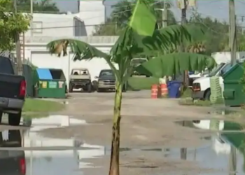 ಹೊಂಡಗುಂಡಿ ರಸ್ತೆ: ವಿದೇಶದಲ್ಲೂ ರಸ್ತೆ ಮಧ್ಯದಲ್ಲಿ ಬಾಳೆ ಗಿಡ ನೆಟ್ಟು ಪ್ರತಿಭಟನೆ..!