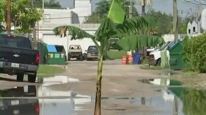 ಹೊಂಡಗುಂಡಿ ರಸ್ತೆ: ವಿದೇಶದಲ್ಲೂ ರಸ್ತೆ ಮಧ್ಯದಲ್ಲಿ ಬಾಳೆ ಗಿಡ ನೆಟ್ಟು ಪ್ರತಿಭಟನೆ..!