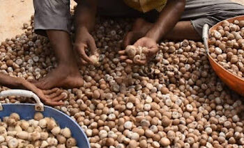ಅಡಿಕೆ ಬೆಳೆಗಾರರಿಗೆ ಸಂತಸ ಸುದ್ದಿ, ಈ ತಿಂಗಳಾಂತ್ಯಕ್ಕೆ ಗಗನಕ್ಕೆ ಏರಲಿದೆ ಅಡಿಕೆ ದರ..!