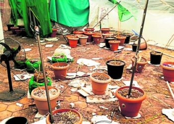 ಮನೆಯ ತಾರಸಿಯಲ್ಲಿ ಗಾಂಜಾ ಗಿಡ ನೆಟ್ಟು ಪೊಲೀಸರಿಗೆ ಸಿಕ್ಕಿಬಿದ್ದ ಭೂಪ