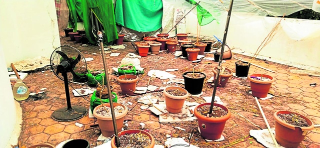 ಮನೆಯ ತಾರಸಿಯಲ್ಲಿ ಗಾಂಜಾ ಗಿಡ ನೆಟ್ಟು ಪೊಲೀಸರಿಗೆ ಸಿಕ್ಕಿಬಿದ್ದ ಭೂಪ