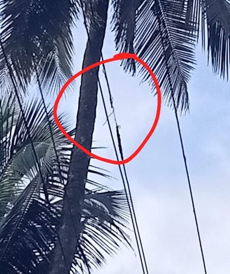 ಕೈಪಡ್ಕ ರಸ್ತೆಯಲ್ಲಿ ತೆರಳುವ ಜನರೇ ಎಚ್ಚರ, ಜೀವ ತೆಗೆಯಲು ಕರೆಂಟ್‌ ಲೈನ್‌ನಲ್ಲಿ ಕುಳಿತಿದ್ದಾನೆ ಯಮರಾಯ..!