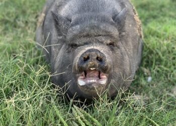 ಕಾಡು ಹಂದಿಯೆಂದು ಯುವಕನಿಗೆ ಗುಂಡಿಟ್ಟ ಬೇಟೆಗಾರರು, ಯುವಕನ ಸ್ಥಿತಿ ಗಂಭೀರ