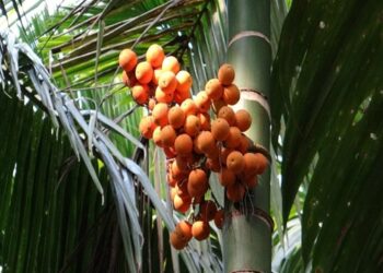 ಕಾಕತಾಳೀಯವಾದರೂ ನಿಜ, ಹರಕೆ ಹೊತ್ತ ಕ್ಷಣದಲ್ಲೇ ಸಿಕ್ಕಿಬಿದ್ದ ಅಡಿಕೆ ಕಳ್ಳ..!