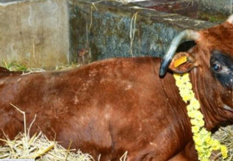 ಸುಬ್ರಹ್ಮಣ್ಯ: 13 ಕರುಗಳಿಗೆ ಜನ್ಮ ನೀಡಿದ್ದ ಗೋಮಾತೆ ಕೆಂಪಿ ಇನ್ನಿಲ್ಲ