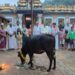 ತೊಡಿಕಾನ: ಶ್ರೀ ಮಲ್ಲಿಕಾರ್ಜುನ ದೇವಸ್ಥಾನ ದಲ್ಲಿ ಗೋಪೂಜೆ