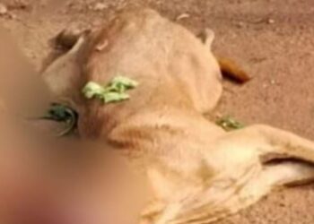 ಹುಚ್ಚು ನಾಯಿ ಕಡಿತ, ಗಾಯಗೊಂಡ ಬಾಲಕ, ನಾಯಿಯನ್ನು ಹೊಡೆದು ಕೊಂದ ಜನ