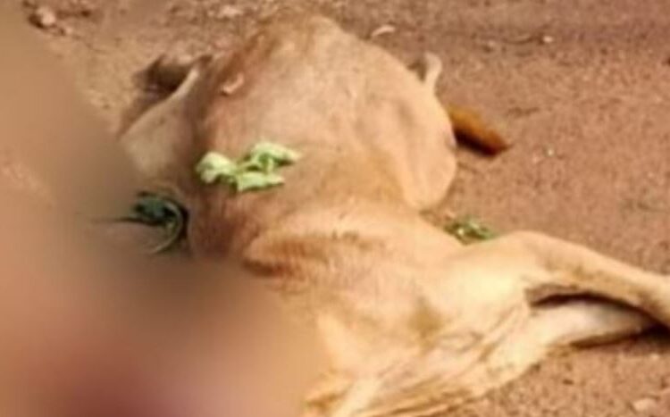 ಹುಚ್ಚು ನಾಯಿ ಕಡಿತ, ಗಾಯಗೊಂಡ ಬಾಲಕ, ನಾಯಿಯನ್ನು ಹೊಡೆದು ಕೊಂದ ಜನ