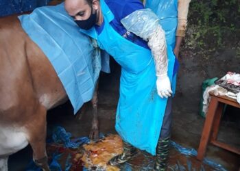ಸುಳ್ಯ: ಕಟ್ಟಿ ಹಾಕಿದ ಹಗ್ಗವನ್ನೇ ನುಂಗಿದ ಹಸು..! ಆಪರೇಷನ್ ಮಾಡಿದ ವೈದ್ಯರಿಗೆ ಹಗ್ಗದ ಜತೆಗೆ ಸಿಕ್ಕಿತು ಮತ್ತೊಂದು ವಸ್ತು..!