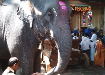 ಮದ್ಯ ಸೇವಿಸಿ ಕುಕ್ಕೆ ಸುಬ್ರಹ್ಮಣ್ಯ ಕ್ಷೇತ್ರ ಪ್ರವೇಶಿಸಿದ್ದ ವ್ಯಕ್ತಿ, ಸೊಂಡಿಲಿನಿಂದ ಎತ್ತಿ ಎಸೆದ ದೇವರ ಆನೆ..!