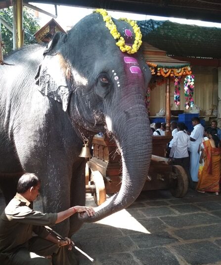 ಮದ್ಯ ಸೇವಿಸಿ ಕುಕ್ಕೆ ಸುಬ್ರಹ್ಮಣ್ಯ ಕ್ಷೇತ್ರ ಪ್ರವೇಶಿಸಿದ್ದ ವ್ಯಕ್ತಿ, ಸೊಂಡಿಲಿನಿಂದ ಎತ್ತಿ ಎಸೆದ ದೇವರ ಆನೆ..!