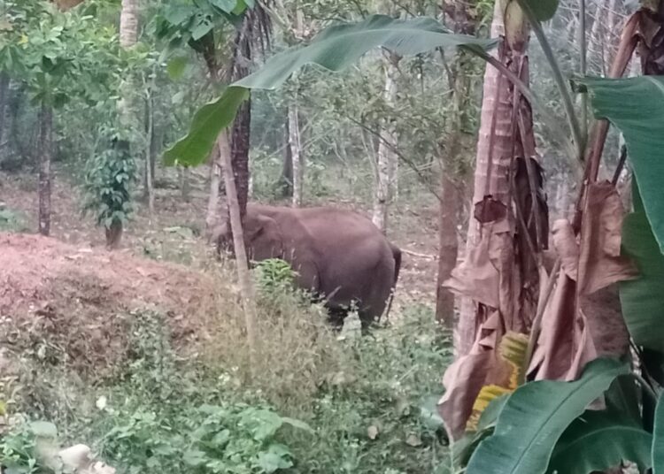 ಅರಂಬೂರು: ಬಾಳೆ ತೋಟಕ್ಕೆ ನುಗ್ಗಿ ಕಾಡಾನೆ ದಾಂಧಲೆ