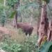 ಅರಂಬೂರು: ಬಾಳೆ ತೋಟಕ್ಕೆ ನುಗ್ಗಿ ಕಾಡಾನೆ ದಾಂಧಲೆ