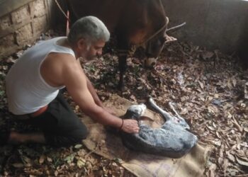 ಹಸು, ಕರುವಿನ ಜೀವ ಉಳಿಸಿದ ಗುತ್ತಿಗಾರಿನ ಆಟೋ ಚಾಲಕ..!