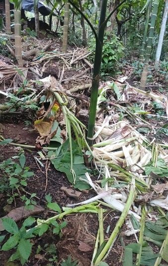 ಕೊಡಗು -ಸಂಪಾಜೆ: ಕಾಡಾನೆ ದಾಳಿ, ಅಪಾರ ಪ್ರಮಾಣದ ಕೃಷಿ ನಷ್ಟ