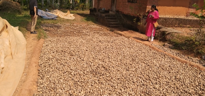 ಕೊಡಿಯಾಲ ಬೈಲು: ಮನೆಯ ಅಂಗಳದಿಂದ ಅಡಿಕೆ ಕಳವು