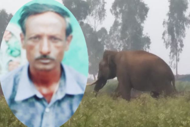 ಕಾಡಾನೆಗೆ ಹೆದರಿ ಮರವೇರಿದ ಕೃಷಿಕ, ಮರ ಏರಿದರೂ ಪಟ್ಟು ಬಿಡದೆ ಹಿಡಿದೆಸೆದ ಒಂಟಿ ಸಲಗ