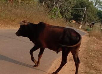ಕೊಲ್ಲಮೊಗ್ರು: ಶಾಲೆ ಮಕ್ಕಳಿಗೆ ತಿವಿಯಲು ಬರುವ ಹೋರಿಗಳು