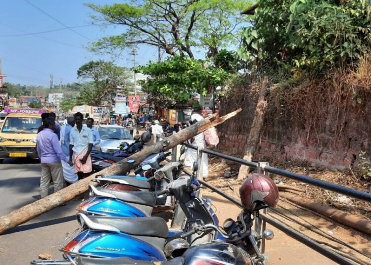 ಸುಳ್ಯ: ಹೆದ್ದಾರಿಗೆ ಬಿದ್ದ ತೆಂಗಿನಮರ, ವಾಹನಕ್ಕೆ ಹಾನಿ