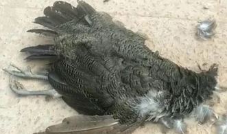 ಸಕಲ ಸರಕಾರಿ ಗೌರವಗಳೊಂದಿಗೆ ನವಿಲಿನ ಅಂತ್ಯಸಂಸ್ಕಾರ