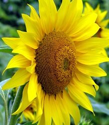 ರಷ್ಯಾ-ಉಕ್ರೇನ್ ಯುದ್ಧ ಮುಂದುವರಿದರೆ ದುಬಾರಿಯಾಗಲಿದೆ ಸೂರ್ಯಕಾಂತಿ ಎಣ್ಣೆ