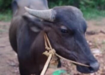 ಗದ್ದೆಯಲ್ಲಿ ಕಟ್ಟಿ ಹಾಕಿದ್ದ ಕಂಬಳದ ಕೋಣ ನಾಪತ್ತೆ..!