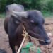 ಗದ್ದೆಯಲ್ಲಿ ಕಟ್ಟಿ ಹಾಕಿದ್ದ ಕಂಬಳದ ಕೋಣ ನಾಪತ್ತೆ..!
