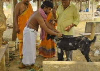 ಜ್ಯೋತಿಷಿ ಮಾತು ಕೇಳಿ ಮೇಕೆಯ ಜತೆ ಮದುವೆಯಾದ ಯುವಕ..!