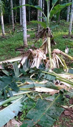ಅರಂತೋಡು: ತೋಟಕ್ಕೆ ಆನೆ ದಾಳಿ, ಕೃಷಿ ನಾಶ