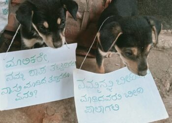 ತಾಯಿಯಿಂದ ನಾಯಿ ಮರಿಗಳ ಬೇರ್ಪಡಿಸಿ ಬೀದಿಗೆ ಬಿಟ್ಟ ಕಿಡಿಗೇಡಿಗಳು..!