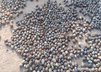 ಸಂಗಬೆಟ್ಟುವಿನಲ್ಲಿ ಎಂಟು ಗೋಣಿ ಒಣ ಅಡಿಕೆ ಕಳವು