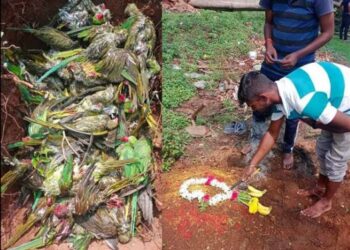 ಆಲಿಕಲ್ಲು ಮಳೆಗೆ ಸಾಲು..ಸಾಲು ಗಿಳಿಗಳ ಮಾರಣಹೋಮ