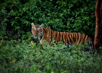 ರಾಷ್ಟ್ರೀಯ ಹುಲಿ ಸಂರಕ್ಷಿತಾರಣ್ಯ ಘೋಷಣೆ