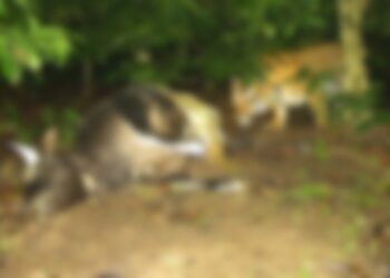 ಕೊಡಗಿನಲ್ಲಿ ಹುಲಿ ದಾಳಿ, ಎರಡು ಹಸು ಸಾವು