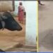 ಬೈದ್ರೆ ಸಾಕು ಊರಿಡೀ ಅಟ್ಟಾಡಿಸುತ್ತೆ ಈ ಕೋಣ..!