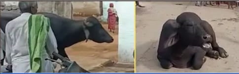 ಬೈದ್ರೆ ಸಾಕು ಊರಿಡೀ ಅಟ್ಟಾಡಿಸುತ್ತೆ ಈ ಕೋಣ..!