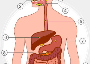 ಕರಾವಳಿಗೆ ಕಾಲಿಟ್ಟ ಜ್ವರ, ತಲೆನೋವು, ವಾಂತಿ, ಭೇದಿ..!
