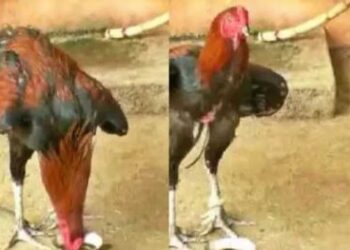 ಈ ಕುಡುಕ ಹುಂಜ ಕೋಳಿಗೆ ಪ್ರತೀ ದಿನ ಸಾರಾಯಿಯೇ ಬೇಕು..!