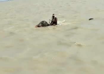 ಮಾವುತನ ಕೂರಿಸಿಕೊಂಡು 3 ಕಿ.ಮೀ. ಈಜಿದ ಆನೆ..!