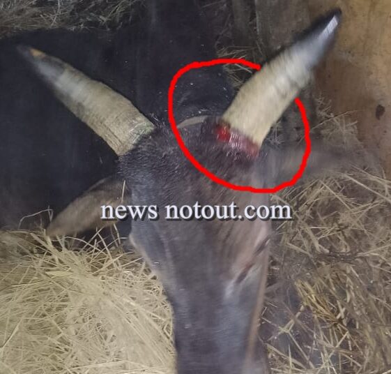 ಹಟ್ಟಿಗೆ ನುಗ್ಗಿ ಎತ್ತನ್ನು ಕಚ್ಚಿ ಎಳೆದೊಯ್ದ ಹುಲಿ..!