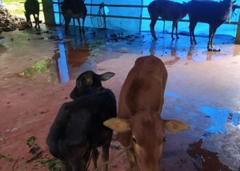 ಯಜಮಾನನ ಜತೆ ಹಸುವಿಗೂ ಆಶ್ರಯ ಕೊಟ್ಟ ಸ್ನೇಹ ಶಾಲೆ..!