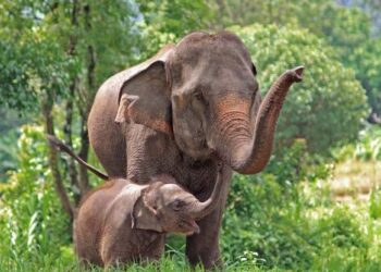 ಹೆದ್ದಾರಿಯಲ್ಲೇ ಮರಿಗೆ ಜನ್ಮ ನೀಡಿದ ಆನೆ