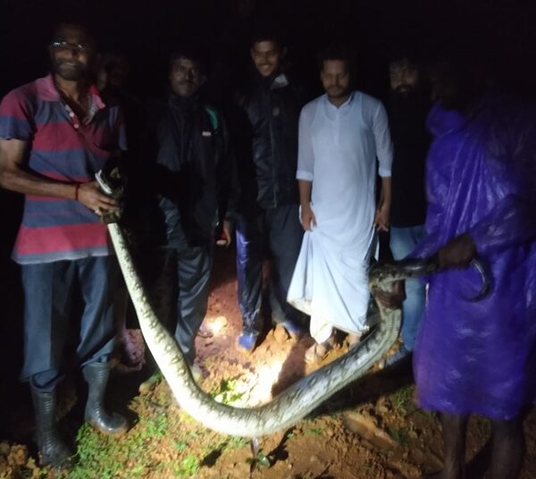 ತಡರಾತ್ರಿ ಬೃಹತ್ ಹೆಬ್ಬಾವು ಸೆರೆ