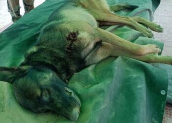 ಉಗ್ರರ ಗುಂಡಿನ ದಾಳಿಗೆ ಭಾರತೀಯ ಸೈನ್ಯದ ಶ್ವಾನ ಬಲಿ