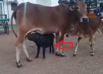 ಹಂದಿಗೆ ಹಾಲುಣಿಸಿದ ಗೋಮಾತೆ, ವಿಡಿಯೋ ವೈರಲ್